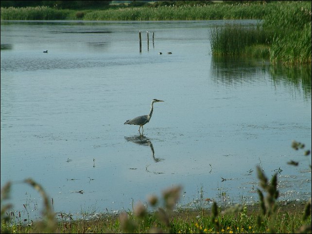 Heron on Holywell Pond.JPG