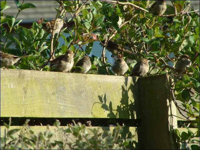 Sparrows.JPG